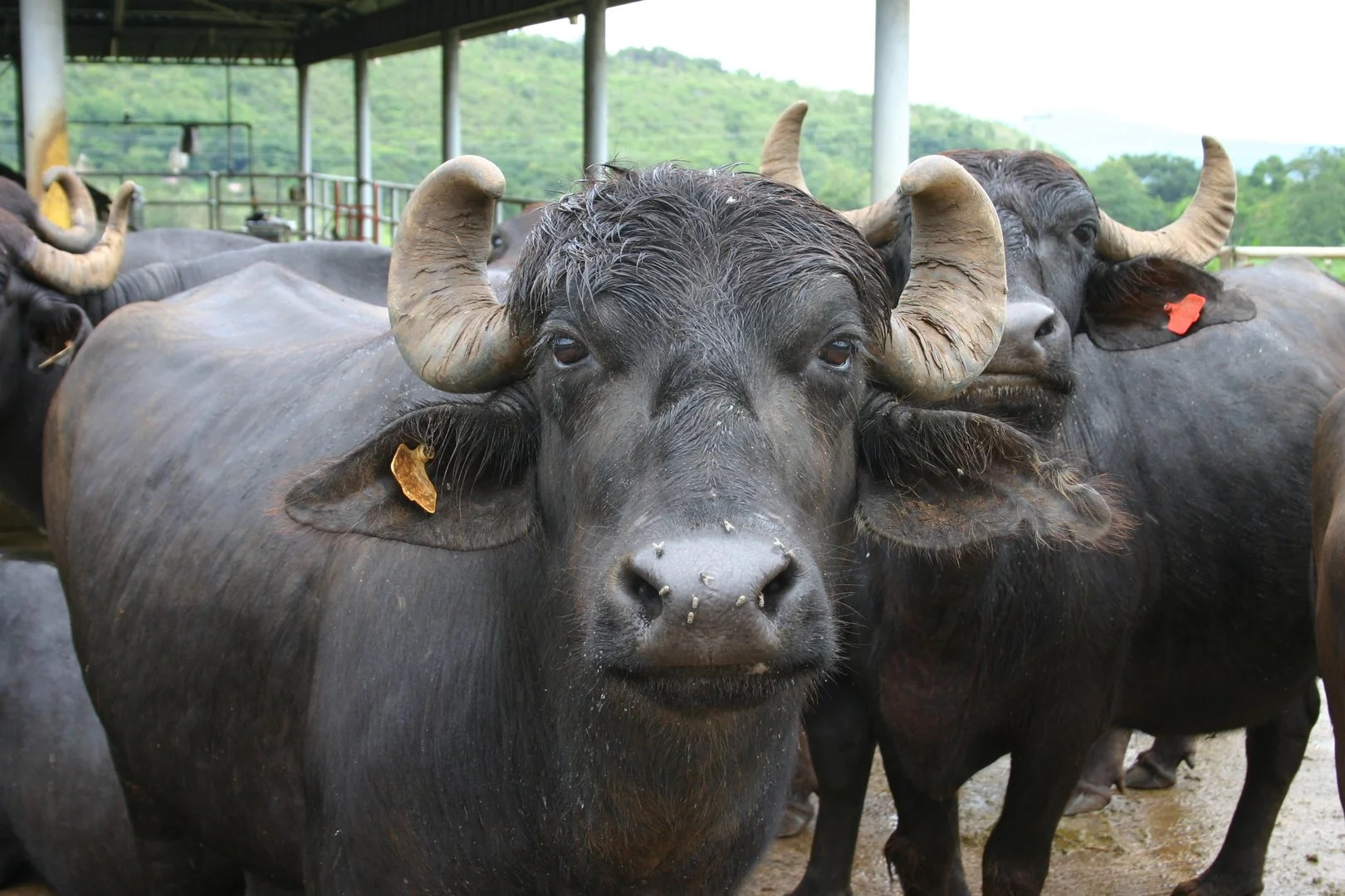 Quality inspection of fresh buffalo meat