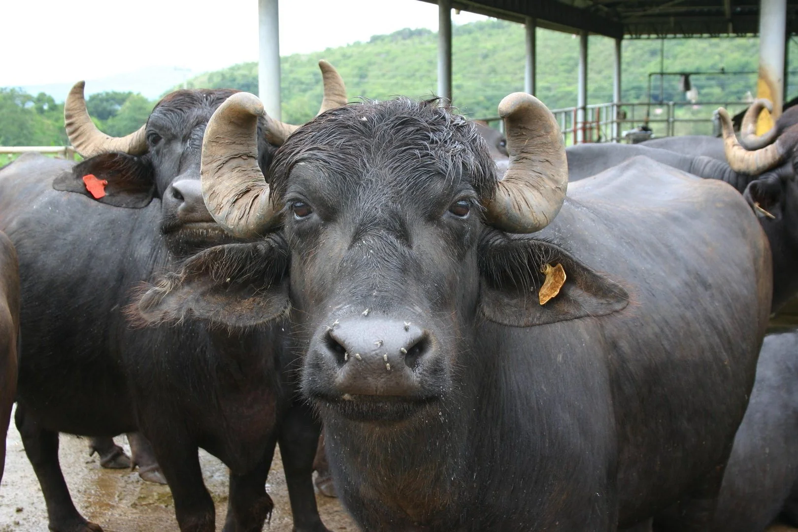 Halal certified meat packaging process
